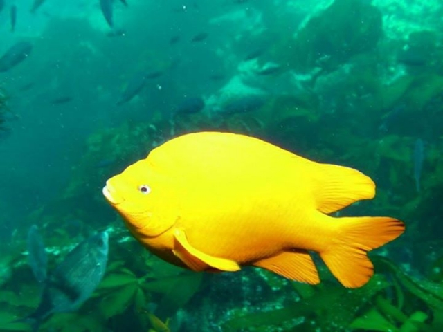  poisson à Rosarito 